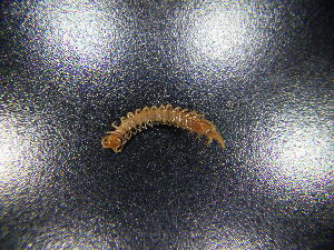  ( - JB_W_0170)  @11 [ ] CreativeCommons Attribution NonCommercial ShareAlike (2021) (2021) University of Lodz University of Lodz