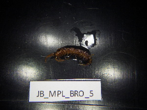  ( - JB_MPL_BRO_5)  @11 [ ] CreativeCommons - Attribution Non-Commercial Share-Alike (2025) Unspecified University of Lodz, Department of Invertebrate Zoology and Hydrobiology