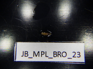  ( - JB_MPL_BRO_23)  @11 [ ] CreativeCommons - Attribution Non-Commercial Share-Alike (2025) Unspecified University of Lodz, Department of Invertebrate Zoology and Hydrobiology