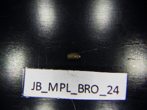  ( - JB_MPL_BRO_24)  @11 [ ] CreativeCommons - Attribution Non-Commercial Share-Alike (2025) Unspecified University of Lodz, Department of Invertebrate Zoology and Hydrobiology