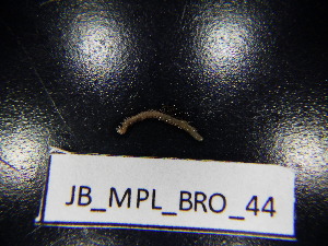  ( - JB_MPL_BRO_44)  @11 [ ] CreativeCommons - Attribution Non-Commercial Share-Alike (2025) Unspecified University of Lodz, Department of Invertebrate Zoology and Hydrobiology