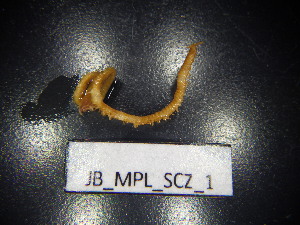  ( - JB_MPL_SCZ_1)  @11 [ ] CreativeCommons - Attribution Non-Commercial Share-Alike (2025) Unspecified University of Lodz, Department of Invertebrate Zoology and Hydrobiology