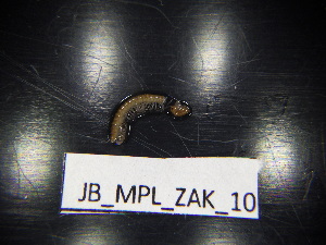  ( - JB_MPL_ZAK_10)  @11 [ ] CreativeCommons - Attribution Non-Commercial Share-Alike (2025) Unspecified University of Lodz, Department of Invertebrate Zoology and Hydrobiology