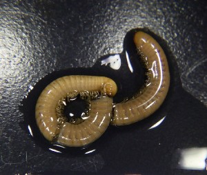  ( - JB_MPL_SCZ_72)  @11 [ ] CreativeCommons - Attribution Non-Commercial Share-Alike (2025) Unspecified University of Lodz, Department of Invertebrate Zoology and Hydrobiology