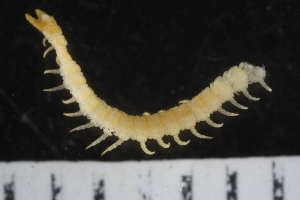  ( - ZMBN-ENT-C-18829)  @11 [ ] CreativeCommons - Attribution Non-Commercial Share-Alike (2018) University of Bergen Natural History Collections
