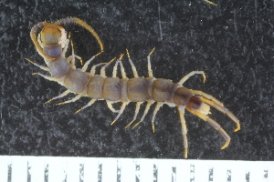  ( - ZMBN-ENT-C-19395)  @11 [ ] CreativeCommons - Attribution Non-Commercial Share-Alike (2018) University of Bergen Natural History Collections