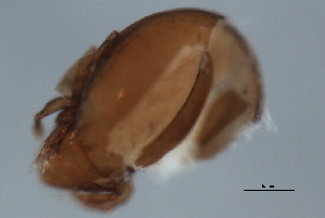  ( - 09PROBE-01387)  @12 [ ] CreativeCommons - Attribution (2009) CBG Photography Group Centre for Biodiversity Genomics