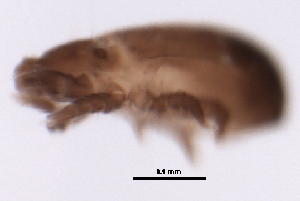  ( - 09PROBE-09218)  @12 [ ] CreativeCommons - Attribution (2009) CBG Photography Group Centre for Biodiversity Genomics