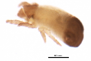  ( - 09PROBE-09233)  @12 [ ] CreativeCommons - Attribution (2009) CBG Photography Group Centre for Biodiversity Genomics