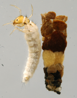  ( - INB0004343877)  @11 [ ] Copyright (2012) M. Zumbado Instituto Nacional de Biodiversidad