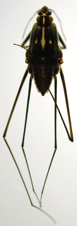  ( - INB0004345002)  @12 [ ] Copyright (2012) M. Zumbado Instituto Nacional de Biodiversidad