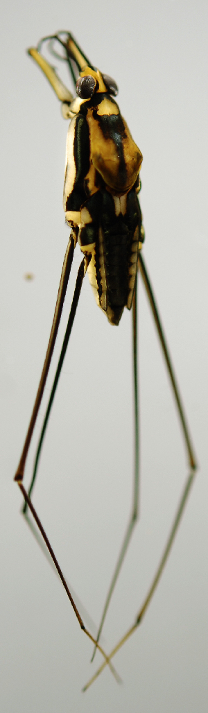  ( - INB0004345010)  @11 [ ] Copyright (2012) M. Zumbado Instituto Nacional de Biodiversidad