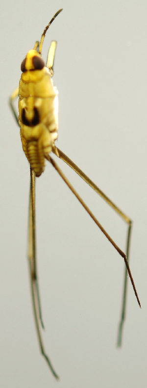  ( - INB0004345014)  @11 [ ] Copyright (2012) M. Zumbado Instituto Nacional de Biodiversidad