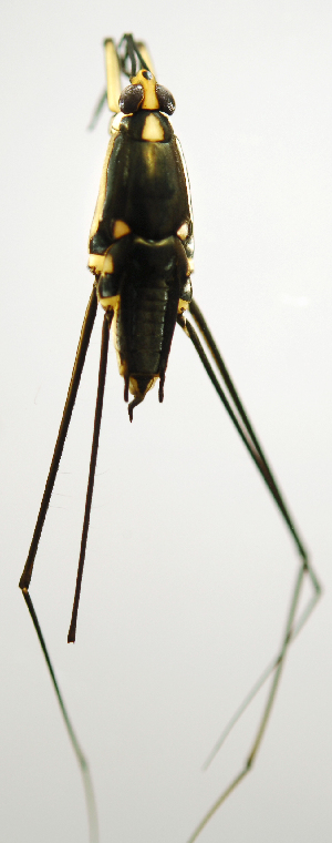  ( - INB0004345023)  @11 [ ] Copyright (2012) M. Zumbado Instituto Nacional de Biodiversidad
