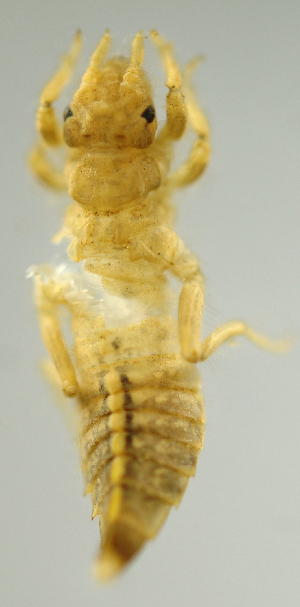  (Phyllogomphoides appendiculatus - INB0004345082)  @12 [ ] Copyright (2012) M. Zumbado Instituto Nacional de Biodiversidad