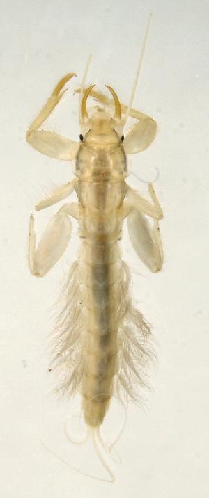  (Euthyplociidae - INB0004358285)  @13 [ ] Copyright (2013) M. Zumbado Instituto Nacional de Biodiversidad