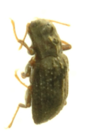  (Microcylloepus sp - INB0004358316)  @12 [ ] Copyright (2013) M. Zumbado Instituto Nacional de Biodiversidad