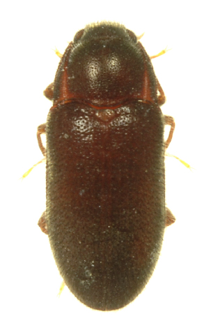  (Dryopidae - INB0004358351)  @13 [ ] Copyright (2013) M. Zumbado Instituto Nacional de Biodiversidad