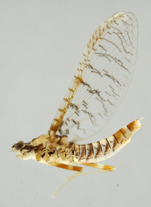  (Leptophlebiidae - INB0004358975)  @15 [ ] Copyright (2013) M. Zumbado Instituto Nacional de Biodiversidad