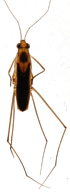  (Eurygerris sp - INB0004359248)  @11 [ ] Copyright (2013) M. Zumbado Instituto Nacional de Biodiversidad