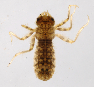  (Pantala sp - INB0004359383)  @11 [ ] Copyright (2013) M. Zumbado Instituto Nacional de Biodiversidad