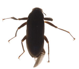  (Pseudodisersus sp - INB0004362991)  @13 [ ] Copyright (2013) M. Zumbado Instituto Nacional de Biodiversidad