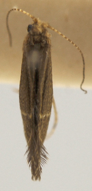  (Mortoniella sp - INBIOCRI000352595)  @11 [ ] Copyright (2012) M. Zumbado Instituto Nacional de Biodiversidad