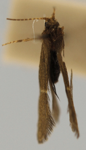  (Mortoniella SADR01 - INBIOCRI000371442)  @12 [ ] Copyright (2012) M. Zumbado Instituto Nacional de Biodiversidad