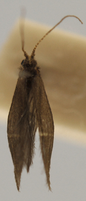  (Mortoniella carinula - INBIOCRI000371443)  @11 [ ] Copyright (2012) M. Zumbado Instituto Nacional de Biodiversidad