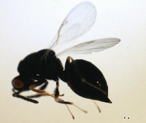  ( - MZEUR-0067)  @12 [ ] CreativeCommons - Attribution (2010) CBG Photography Group Centre for Biodiversity Genomics