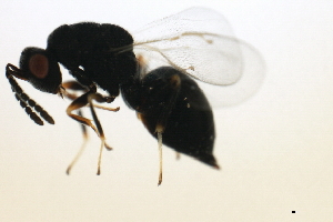  ( - MZEUR-0069)  @12 [ ] CreativeCommons - Attribution (2010) CBG Photography Group Centre for Biodiversity Genomics