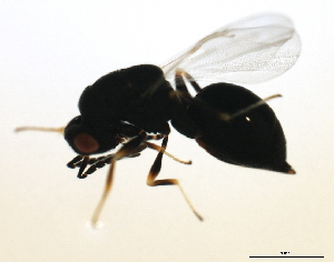  ( - MZEUR-0070)  @12 [ ] CreativeCommons - Attribution (2010) CBG Photography Group Centre for Biodiversity Genomics