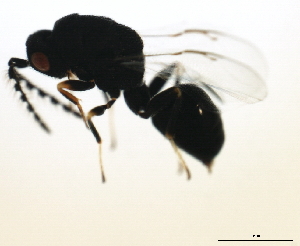  ( - MZEUR-0079)  @13 [ ] CreativeCommons - Attribution (2010) CBG Photography Group Centre for Biodiversity Genomics