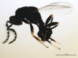  ( - MZEUR-0113)  @12 [ ] CreativeCommons - Attribution (2010) CBG Photography Group Centre for Biodiversity Genomics