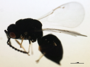  ( - MZEUR-0117)  @12 [ ] CreativeCommons - Attribution (2010) CBG Photography Group Centre for Biodiversity Genomics