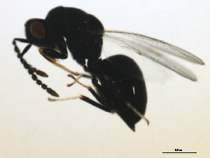  ( - MZEUR-0119)  @12 [ ] CreativeCommons - Attribution (2010) CBG Photography Group Centre for Biodiversity Genomics