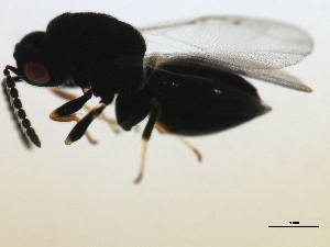  ( - MZEUR-0120)  @12 [ ] CreativeCommons - Attribution (2010) CBG Photography Group Centre for Biodiversity Genomics