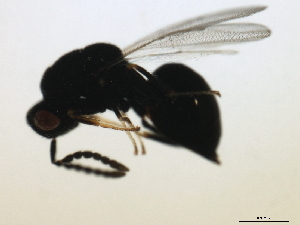  ( - MZEUR-0121)  @12 [ ] CreativeCommons - Attribution (2010) CBG Photography Group Centre for Biodiversity Genomics