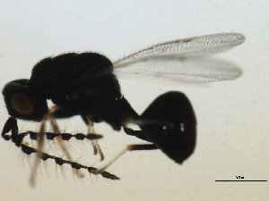  ( - MZEUR-0127)  @12 [ ] CreativeCommons - Attribution (2010) CBG Photography Group Centre for Biodiversity Genomics