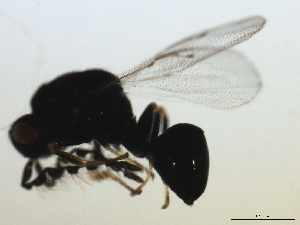  ( - MZEUR-0130)  @12 [ ] CreativeCommons - Attribution (2010) CBG Photography Group Centre for Biodiversity Genomics