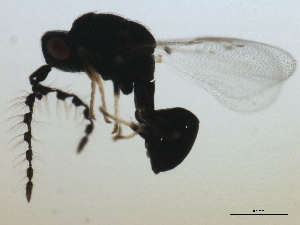  ( - MZEUR-0131)  @12 [ ] CreativeCommons - Attribution (2010) CBG Photography Group Centre for Biodiversity Genomics