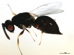  ( - MZEUR-0220)  @12 [ ] CreativeCommons - Attribution (2010) CBG Photography Group Centre for Biodiversity Genomics