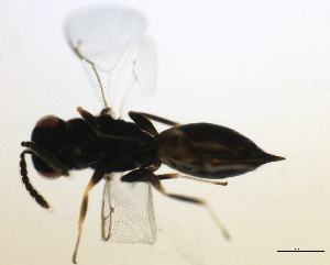  ( - MZEUR-0221)  @12 [ ] CreativeCommons - Attribution (2010) CBG Photography Group Centre for Biodiversity Genomics