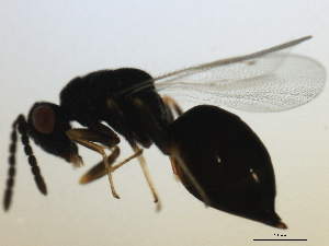  ( - MZEUR-0223)  @12 [ ] CreativeCommons - Attribution (2010) CBG Photography Group Centre for Biodiversity Genomics