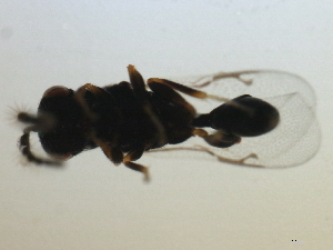  ( - MZEUR-0229)  @12 [ ] CreativeCommons - Attribution (2010) CBG Photography Group Centre for Biodiversity Genomics