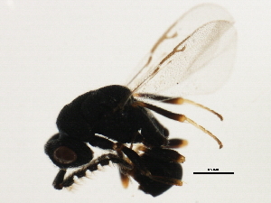  ( - MZEUR-0403)  @12 [ ] CreativeCommons - Attribution (2011) CBG Photography Group Centre for Biodiversity Genomics