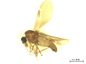  ( - BIOUG02451-A11)  @12 [ ] CreativeCommons - Attribution (2012) CBG Photography Group Centre for Biodiversity Genomics