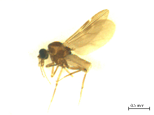  ( - BIOUG02451-A12)  @12 [ ] CreativeCommons - Attribution (2012) CBG Photography Group Centre for Biodiversity Genomics