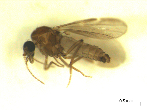  ( - BIOUG02451-B01)  @12 [ ] CreativeCommons - Attribution (2012) CBG Photography Group Centre for Biodiversity Genomics