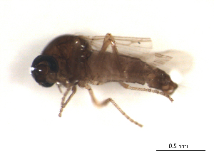  ( - BIOUG02451-H11)  @11 [ ] CreativeCommons - Attribution (2012) CBG Photography Group Centre for Biodiversity Genomics